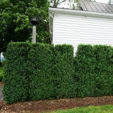 Another theory on common name is that boxwood describes the quadrangular (square box cross section) stems of young plants. Saunders Brothers Plant Catalog
