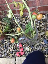 Life cycle of tomato plant. Leaves Broken For Stress And Roots Not Forming Tomato Plant Urgent Knowledgebase Question Garden Org