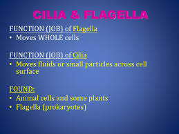 Cilia assists the movement of fluid away from. Ppt Cell Structure Part 2 Eukaryotic Cells Animal Cells Vs Plant Cells Powerpoint Presentation Id 2427118