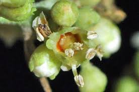 Image result for Heterotis canescens