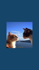 35 Cute Funny Cat Iphone Wallpaper Backgrounds Free Download Funny Cat Wallpaper Cat Aesthetic Cat Wallpaper