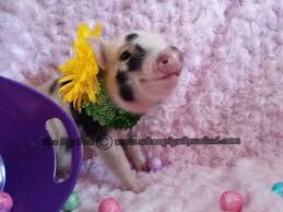 It's devastating for the owner, and even more so for the pig who will most likely end up i have bought many pets available on sale near me by using these pet selling sites that i am sharing with you today. Mini Pet Pigs For Sale Pet S Gallery