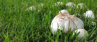 Pilze Im Rasen Was Tun Ratgeber Bloomling Deutschland Pilze Im Rasen Pilze Im Garten Rasen