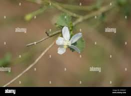 Image result for Hibiscus micranthus