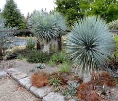 epingle par telma barroso sur folhas yucca idees jardin jardins
