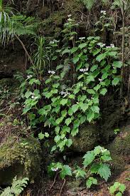 Image result for Begonia oxyloba