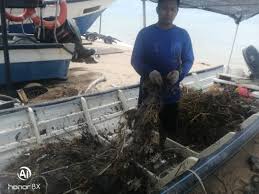 Pokok juga mempunyai tempoh hayat yang lebih lama berbanding tanaman yang lain. Ranting Pokok Disangka Ketam Penuhi Jaring