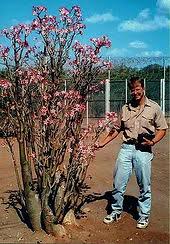 Image result for Adenium multiflorum