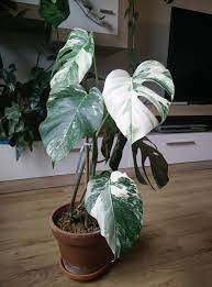 Variegated monstera most expensive plant. Monstera Deliciosa Albo Variegata The Most Expensive Plants In The World Thursd