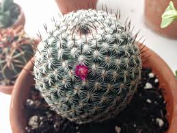 Thanksgiving cactus on wn network delivers the latest videos and editable pages for news & events, including entertainment, music, sports, science and there are two types; Apartment Plants