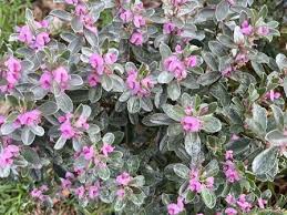 Image result for Podalyria