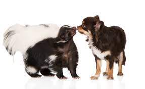 Is Skunk Spray Harmful To Dogs Thriftyfun