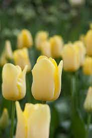 Tulip World Friendship Tulips Planting Bulbs Garden Drawing