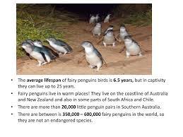 Life expectancy in the wild: Jason Is A Blue Penguin Blue Penguins Are Also Known As Fairy Penguins Or Little Penguins These Are The Only Penguins With More Than One Name Penguins Ppt Download