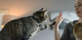 Enter only the 9, 10 or 15 character microchip number, with no. Top 3 Microchip Myths Bc Spca