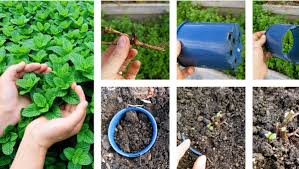 As one of the less fussy plants, mint grows successfully in a range of soil conditions. Backyard Bliss How To Stop Mint Taking Over Your Garden The Young Witness Young Nsw