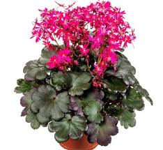 Image result for Galiniera saxifraga