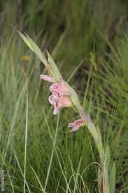 Image result for Gladiolus ecklonii