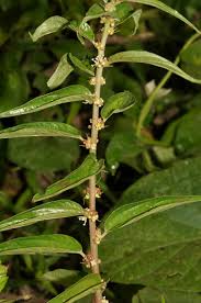 Image result for Pouzolzia