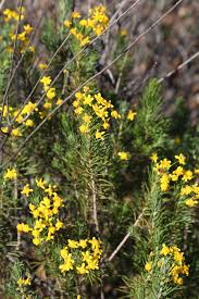 Image result for Euryops subcarnosus