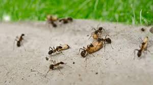 Leniwe mrówki przyglądają się pracy kolegów | Nauka w Polsce
