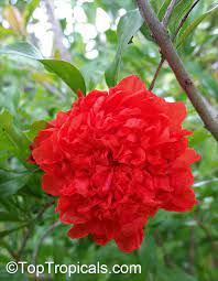 Ideal for a small garden or. Punica Granatum Flore Pleno Flowering Pomegranate Noshi Shibari Double Flower Pomegranate Toptropicals Com