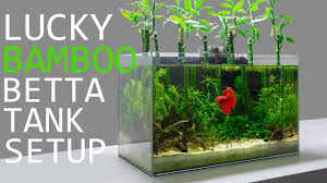 So what size do they need? Building A Lucky Bamboo Betta Aquarium Youtube
