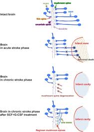 They initially shutdown, but over time they start to come back on line and we see recovery and return of function. Enhancing Endogenous Capacity To Repair A Stroke Damaged Brain An Evolving Field For Stroke Research Sciencedirect