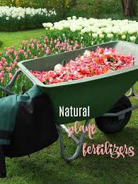 Adding plant food to potted plants can also be a little messy. Home Made Miracle Grow Make Your Own Homemade Plant Food