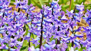 Fiorellini bianchi a puntini purpurei portati su spighe a fine primavera. Cosa Fiorisce A Maggio Consigli Coltivazione E Cura