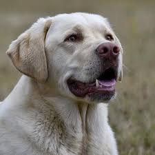 15 Most Dangerous Dog Breeds Around The Globe Tipsandfactz In 2020 Dangerous Dogs Dog Breeds Labrador Retriever