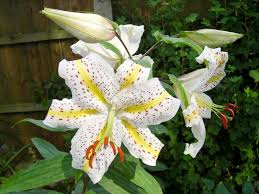 And various kinds of symbolic importance. 100 Lily Flowers Varieties Names And Pictures Florgeous
