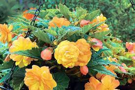 9 Best Edible Flowers You Can Eat