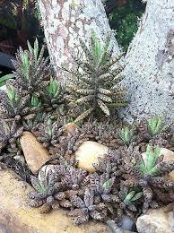 Pin By Beatriz Cardoso On Succulents2watch Cacti And Succulents Planting Succulents Succulent Gardening