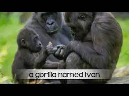 Ivan spent the first few while ivan lived in the shopping mall, his keepers sometimes gave him painting supplies and he in the trailer for the upcoming disney plus movie, we see ivan paint a somewhat realistic looking. The One And Only Ivan Book Trailer Youtube