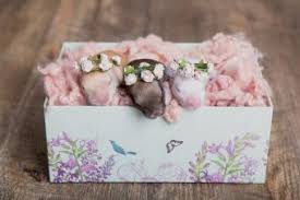 Is the pet fully grown? How To Tell How Old A Baby Rabbit Is Key Clues Chart Lovetoknow