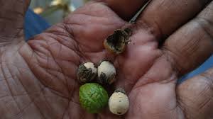 Image result for Hildegardia