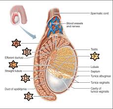 What is the first sign of puberty in boys? Map Reproductive Flashcards Quizlet