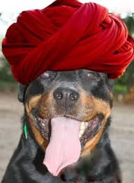 Our Rottie Harley With Turban Rottweiler Rottie Big Dog Breeds