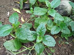 Image result for Basella