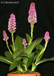 Image result for Cynorkis debilis