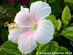 Hibiscus Flower Hindi Name Best Flower Wallpaper