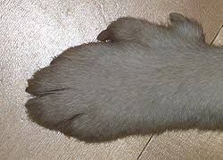 Image result for lundehund