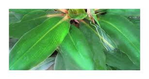 Image result for Chlorophytum filipendulum