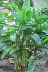 Image result for Maranta arundinacea