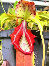 Image result for Nesaea heptamera