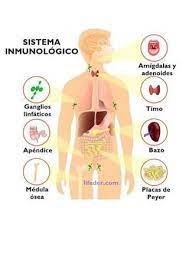 Atlas De Anatomia Humana 96p Sistemas Del Cuerpo Humano Sistemas Del Cuerpo Sistema Inmunologico