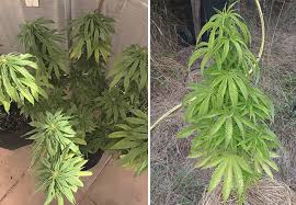 If your plant is showing leaf yellowing, brown tips, or other signs of stress related to overwatering, it means the situation has progressed. Fixing Overwatering And Underwatering A Cannabis Balancing Act