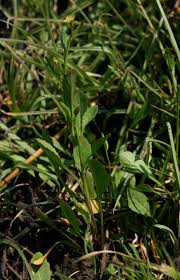 Image result for Rorippa nudiuscula