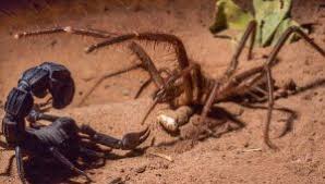 Camel spiders, more properly known as solifugids, are an elusive order of arachnids native to deserts all over the world (pretty much everywhere ecept in what's not up for debate is that solifugids are just plain cool. How Dangerous Is A Camel Spider Bite Online Pest Control